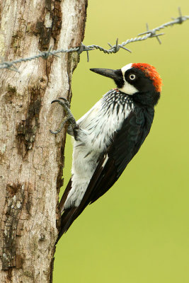 Acorn Woodpecker 2.jpg