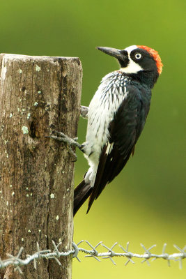 Acorn Woodpecker.jpg