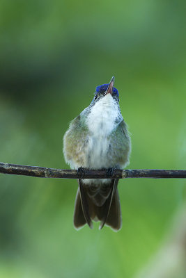 Hummingbirds / Kolibries