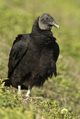 Black Vulture / Zwarte Gier