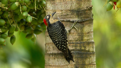 Blacked-cheeked woodpecker 2.jpg