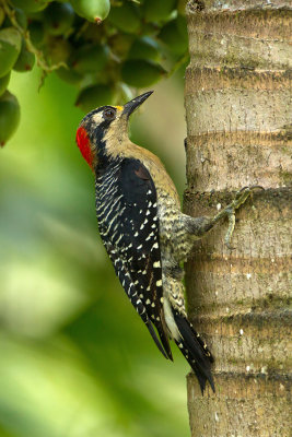 Blacked-cheeked woodpecker 3.jpg