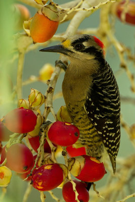 Blacked-cheeked Woodpecker.jpg