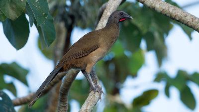 Common Chacalaca / Bruine Chachalaca