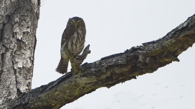 Ferruginous pygmy-owl / Braziliaanse dwerguil