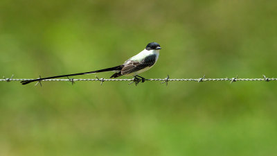 Fork-tailed Flycatcher / Vorkstaartkoningstiran