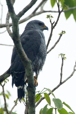 Gray Hawk / Grijze Buizerd