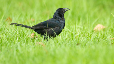 Great-tailed Grackle.jpg