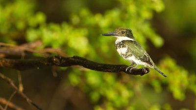 Green Kingfisher / Groene IJsvogel