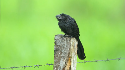 Groove-billed ani / Groefsnavelani