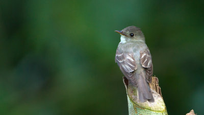 Least Flycatcher / Kleine Feetiran