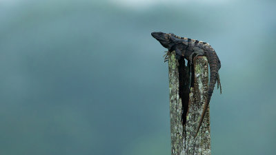 Black spiny-tailed iguana / Witzwarte grondleguaan