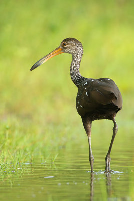 Limpkin 2.jpg