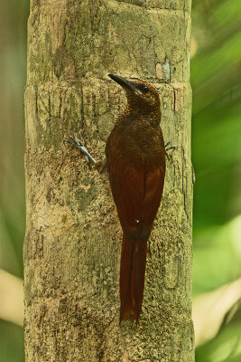 Northern barred-woodcreeper / Noordelijke gebandeerde muisspecht