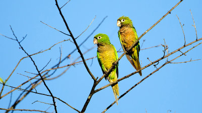 Olive-throated parakeet / Olijfkeelaratinga