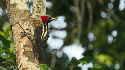 Pale-billed Woodpecker 2.jpg