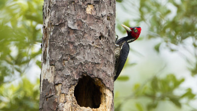Pale-billed Woodpecker 3.jpg