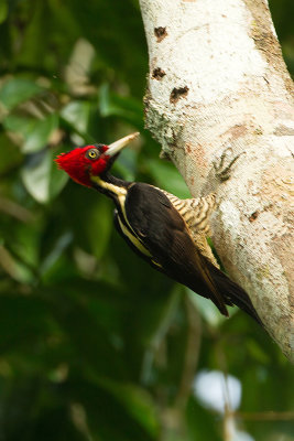 Pale-billed Woodpecker.jpg
