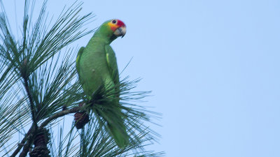 Red-lored parrot / Geelwangamazone