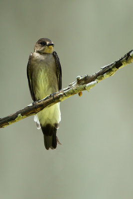 Ridgway's rough-winged swallow
