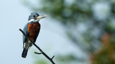 Ringed Kingfisher / Amerikaanse Reuzenijsvogel