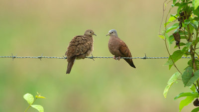 Ruddy Ground-dove / Steenduif