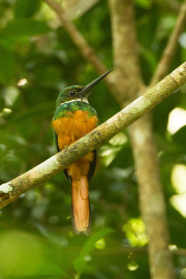 Roodstaartglansvogel / Rufous-tailed jacamar