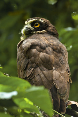 Briluil / Spectacled owl