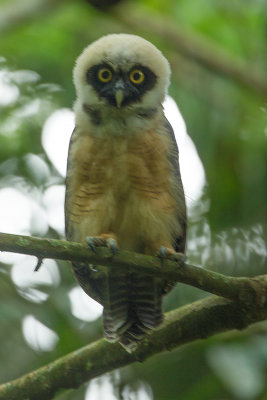 Spectacled owl / Briluil