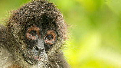 Slingeraap / Spider monkey