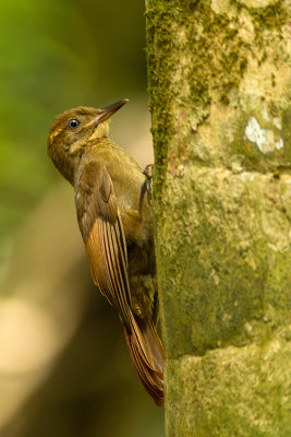 Tawny-winged woodcreeper / Bruinvleugelmuisspecht