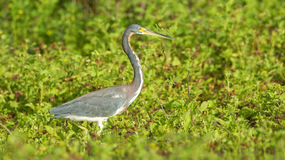 Tricolored heron / Witbuikreiger