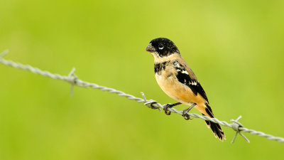 White-collared Seedeater.jpg