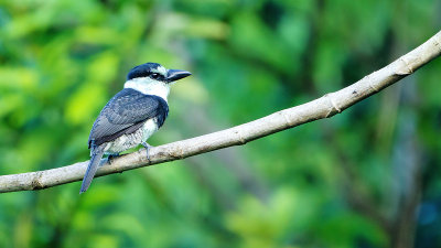 White-necked Puffbird.jpg