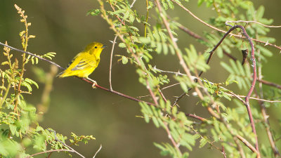 Yellow Warbler / Mangrovezanger