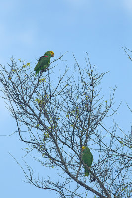 Yellow-headed parrot / Geelkopamazone
