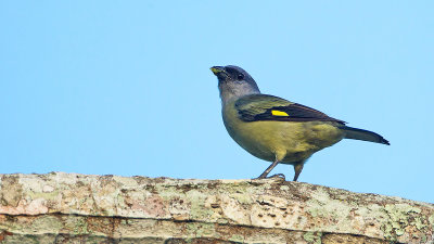 Yellow-winged tanager / Geelvleugeltangare