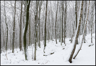 After snowstorm - forest south of Hssleholm
