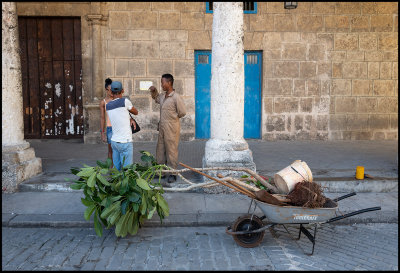 Preparing a  plant near Havana old square