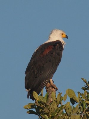 Image00094.jpg