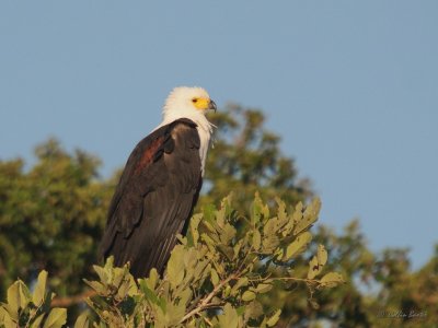 Image00095.jpg