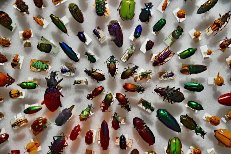 Beetles - The Coleoptera