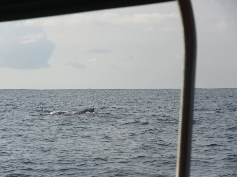 Humpback whale