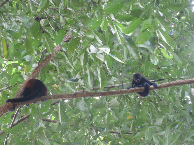 Mantled howler monkeys