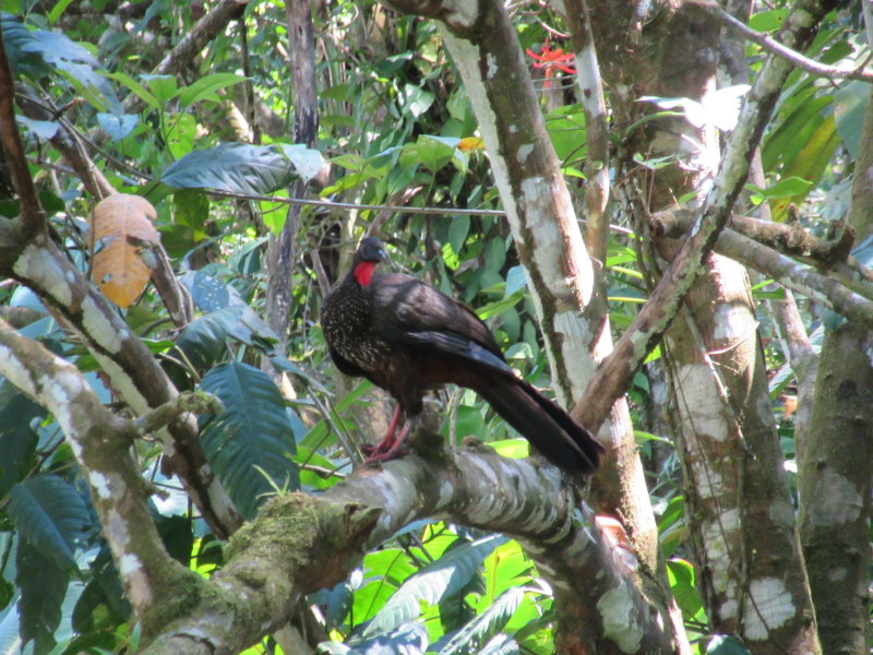 Bird - sorry can't remember it's name