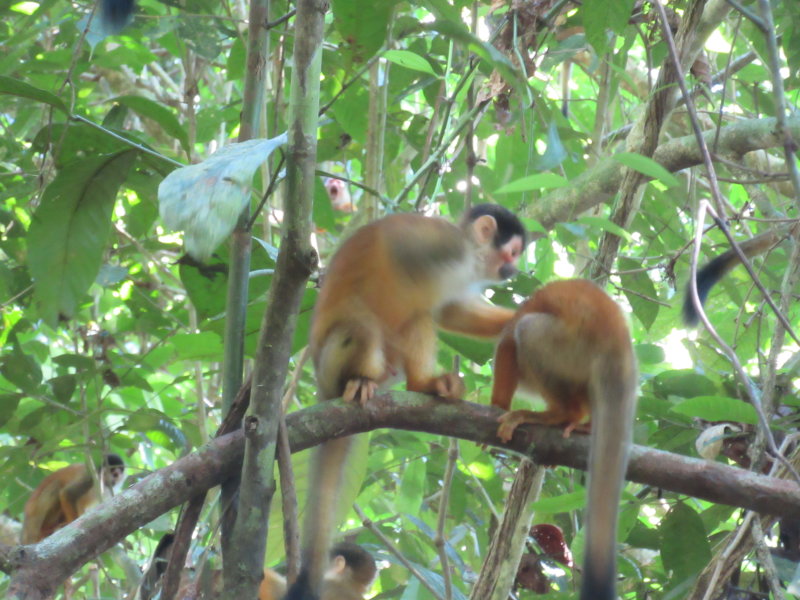 Squirrel monkeys