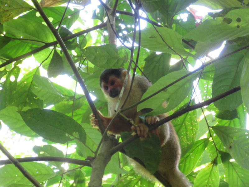 Squirrel monkey