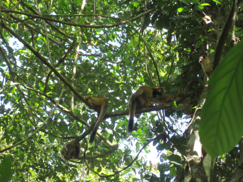 Squirrel monkeys