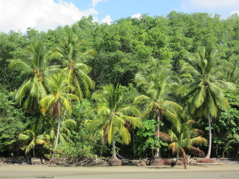 When the tide is in, it reaches the edge of the jungle