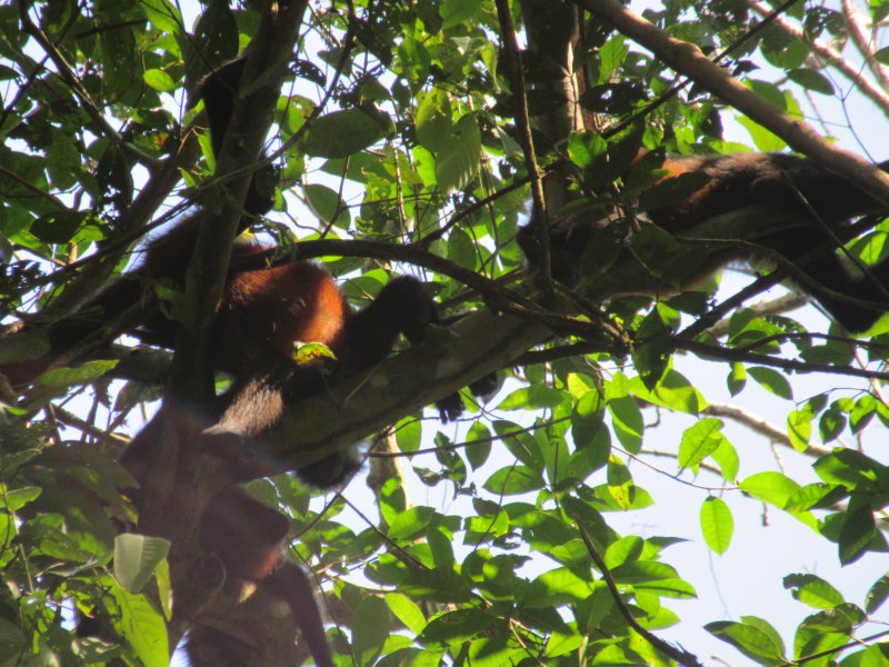Spider monkeys